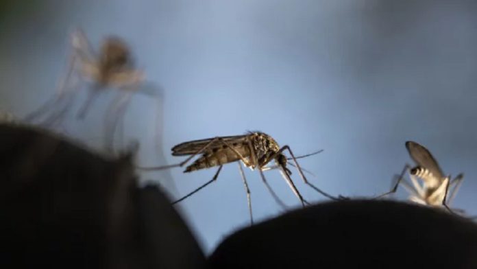 ডেঙ্গু