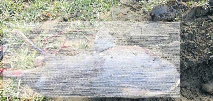 হালদা