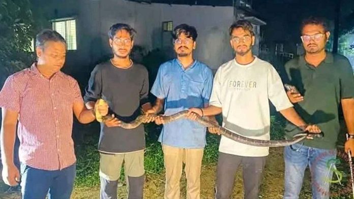 কোবরা
