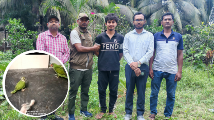 পাখি